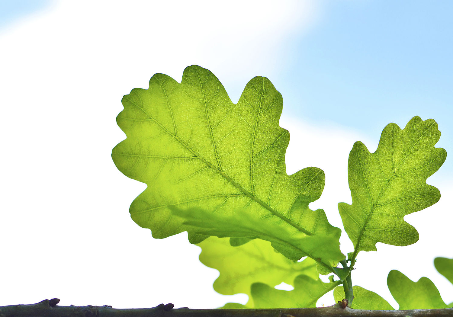 Image of a green leaf on a branch