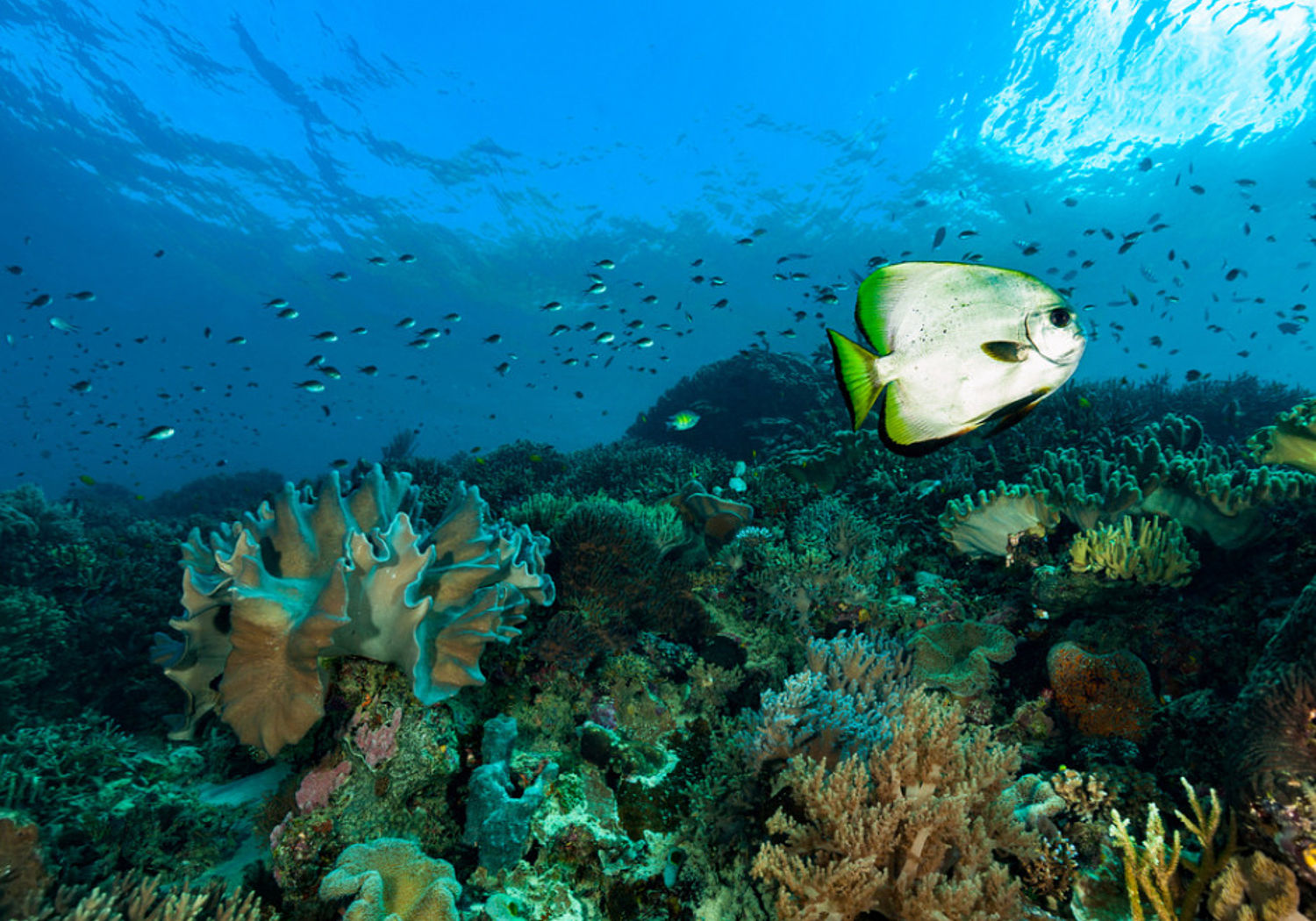 Image showing a school of fish in a tropical reef in the west pacific ocean