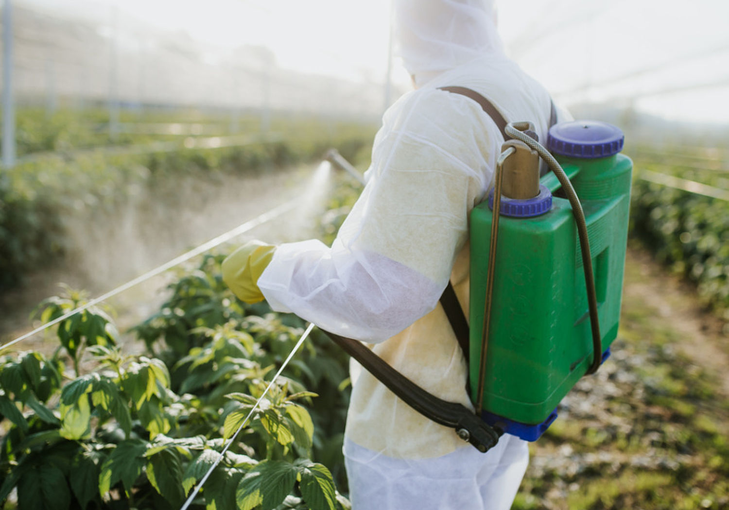 Image showing Agricultural worker attending to crops