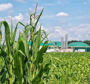 Image showing a biomass plant behind a cornfield