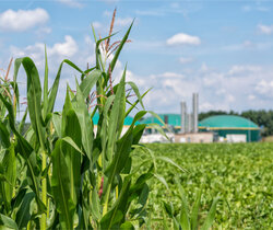 Image showing a biomass plant behind a cornfield