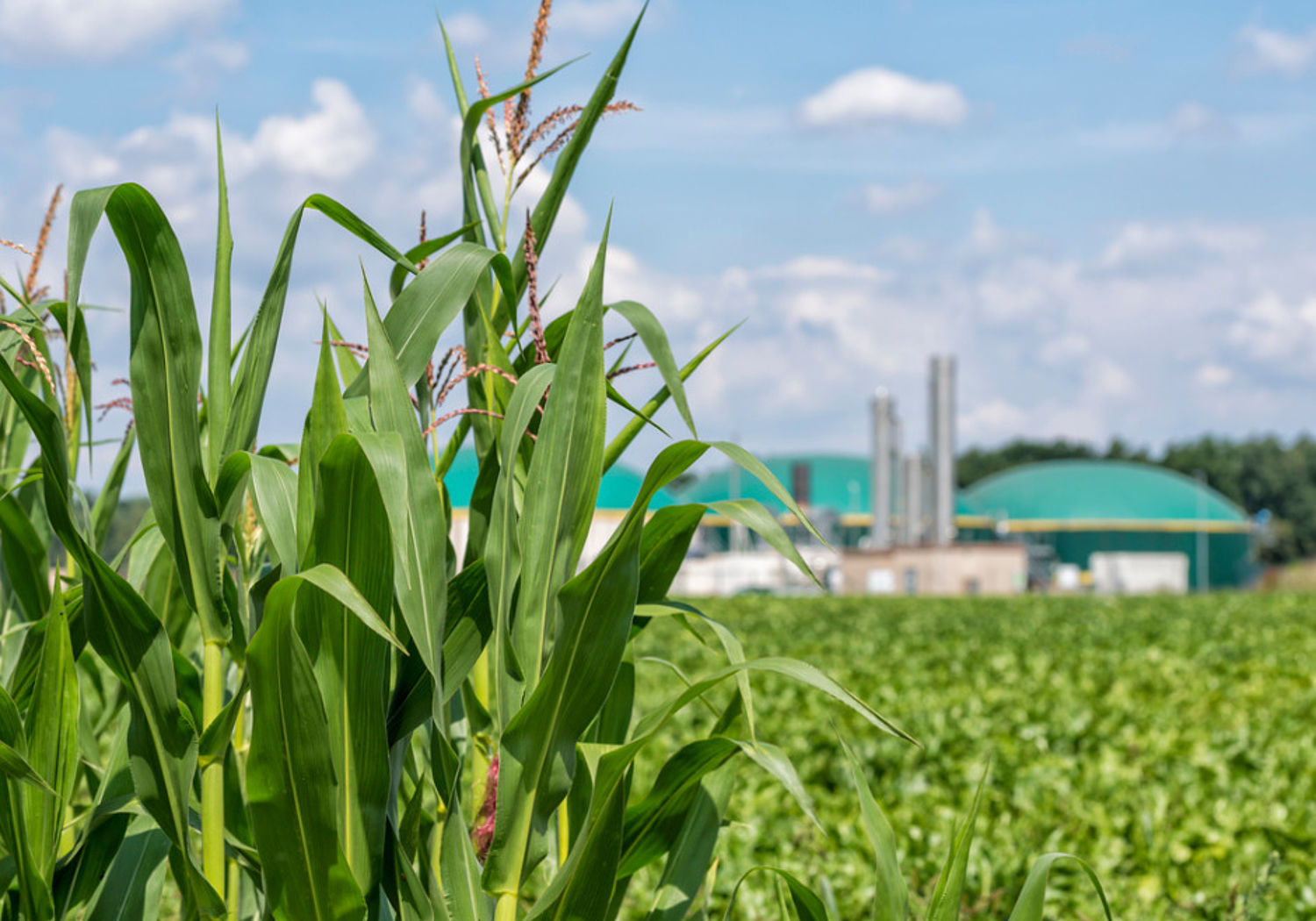 Image showing a biomass plant behind a cornfield