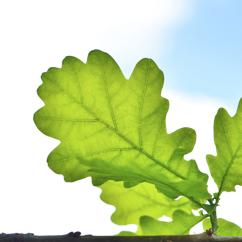 Image of a green leaf on a branch