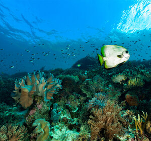 Image showing a school of fish in a tropical reef in the west pacific ocean