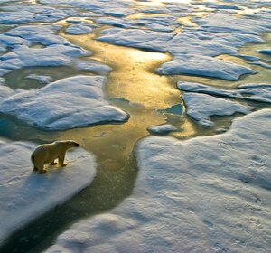 Image showing polar bear on ice sheet