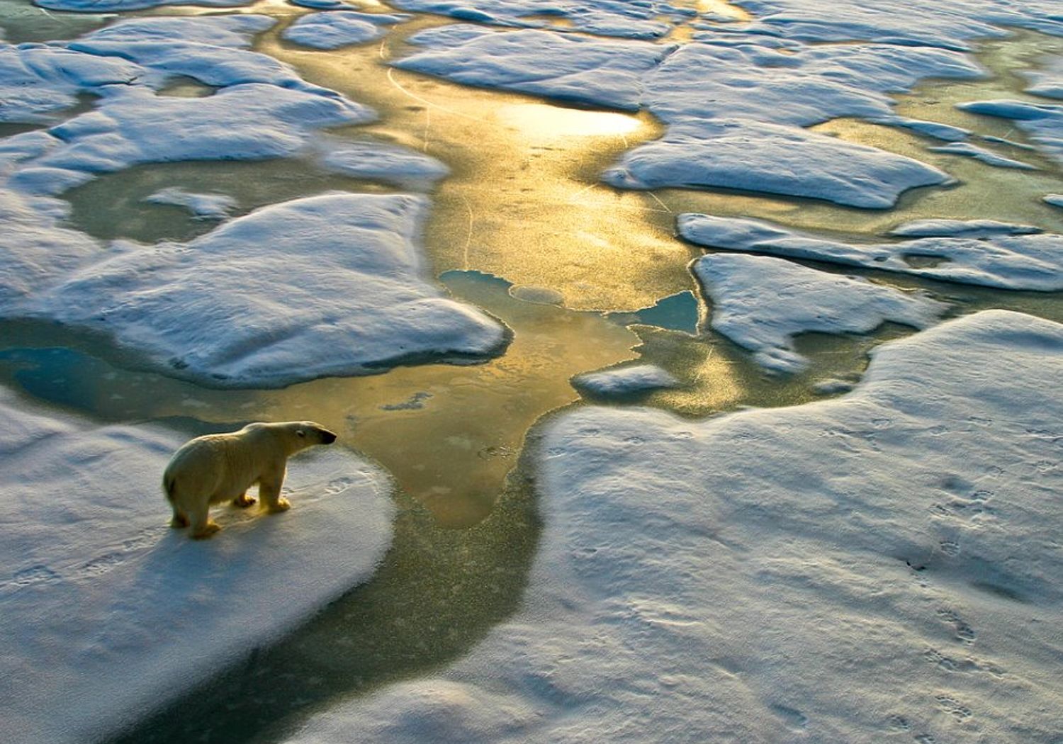 Image showing polar bear on ice sheet