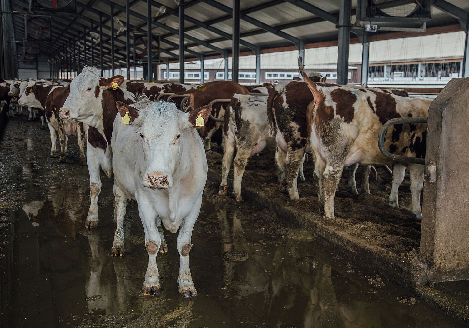 Image showing Dairy cows in livestock stall