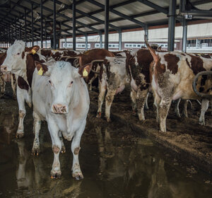 Image showing Dairy cows in livestock stall