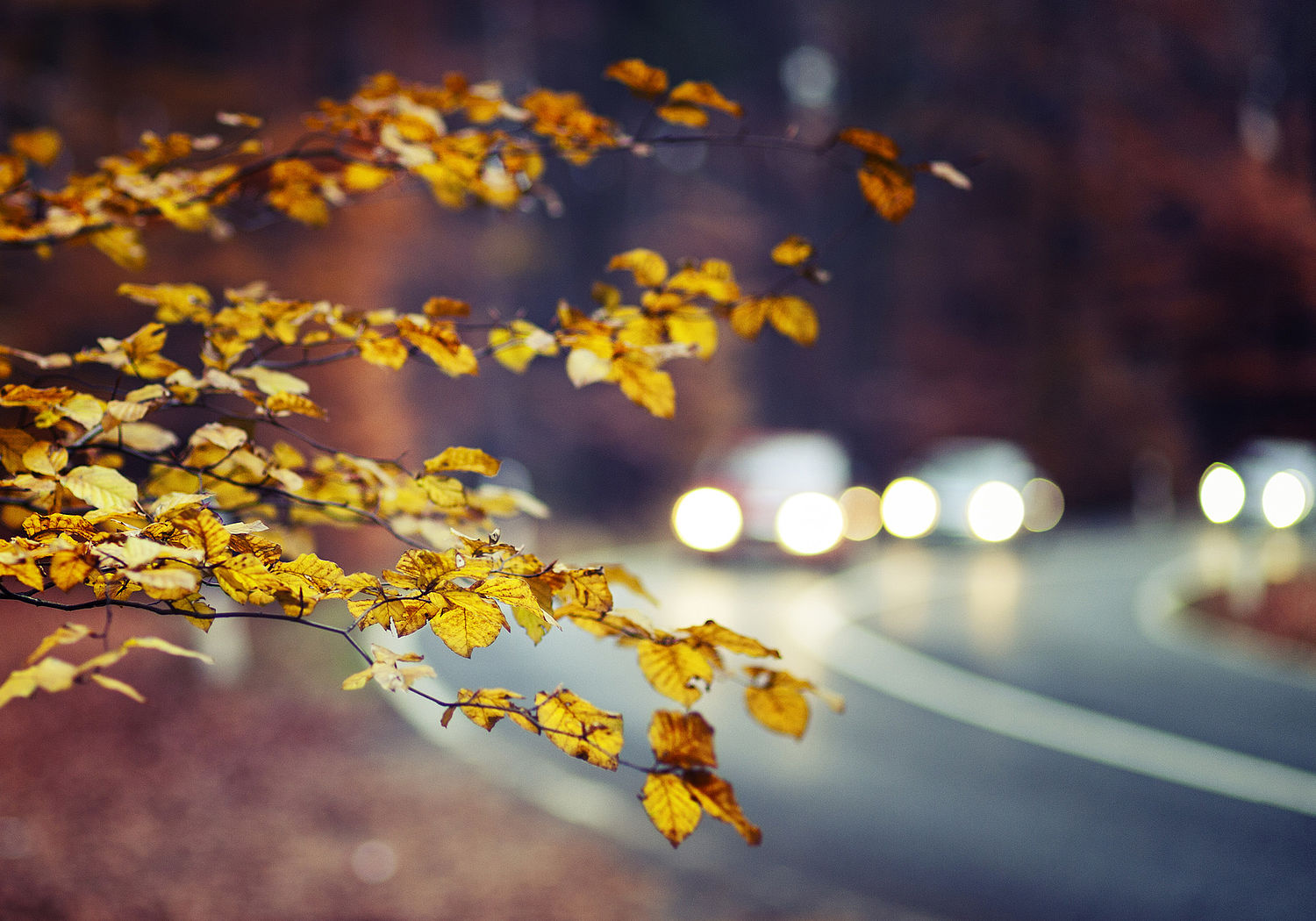 Image showing branch of a tree in foreground and traffic in background