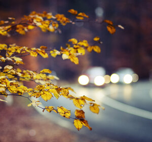 Image showing branch of a tree in foreground and traffic in background