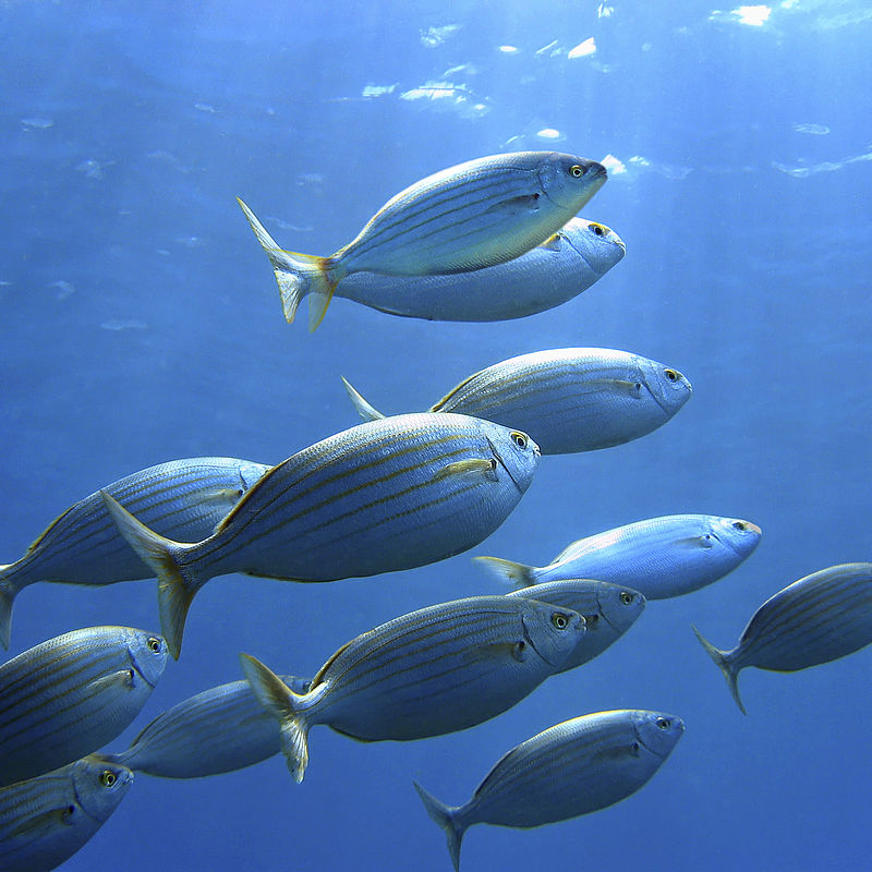 New measurements to protect marine species Image showing a shoal of Sea bream