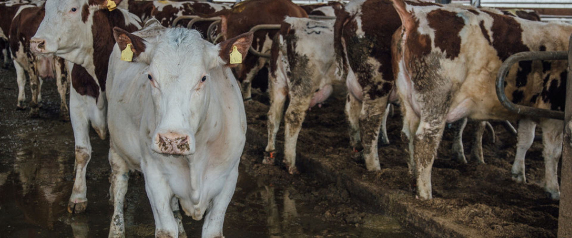 Dairy cows in a barn stall