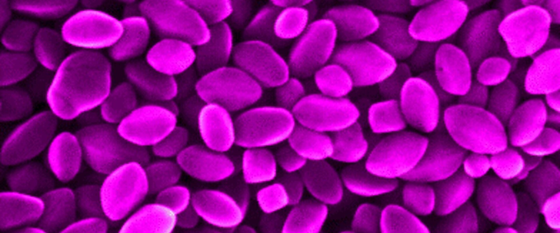 Courtesy of BAM Courtesy of BAM